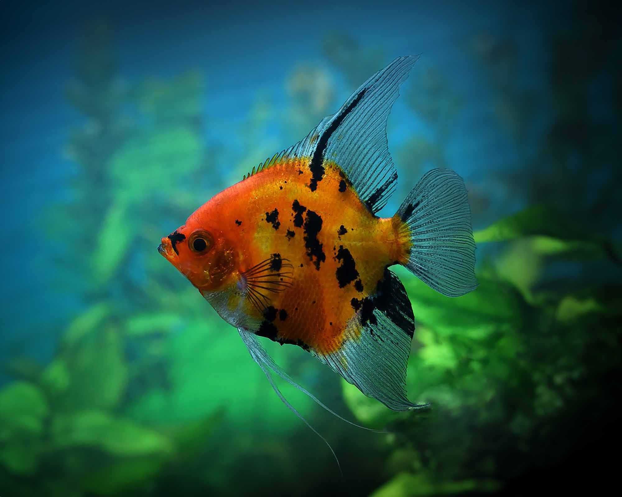 GB Skalar Red Devil