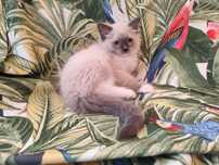 Ragdoll blue mitted kocur samiec