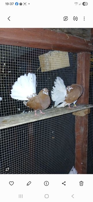 Sprzedam golebie pawiki dwie pary