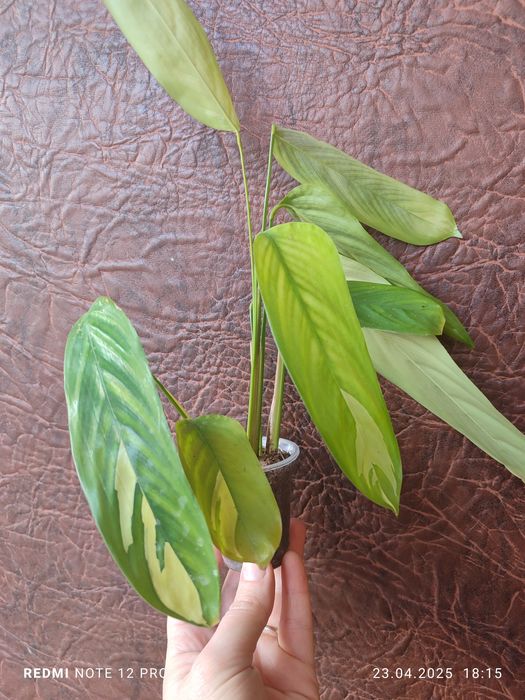 Каланхое, хамедорея, аглаонема, плектрантус, педілантус