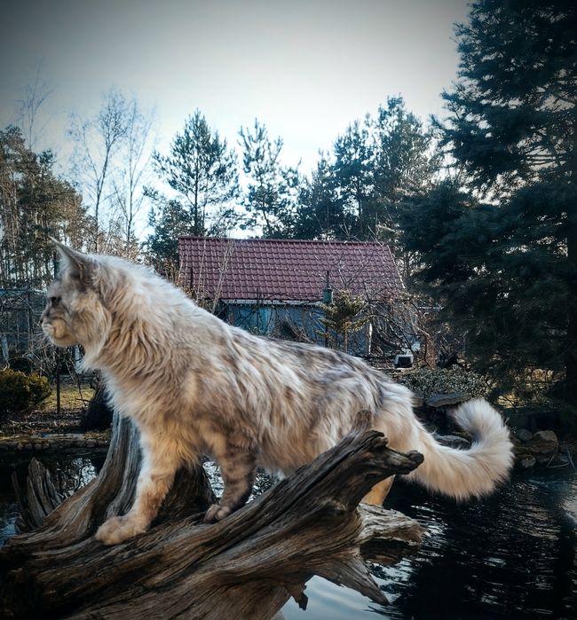 Maine Coon kocur do odbioru -srebrny