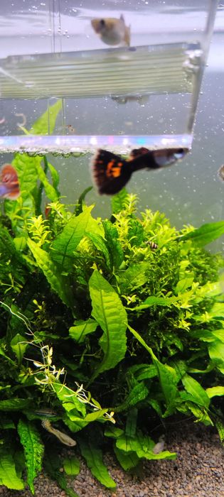 Guppys sortidos - Criação caseira