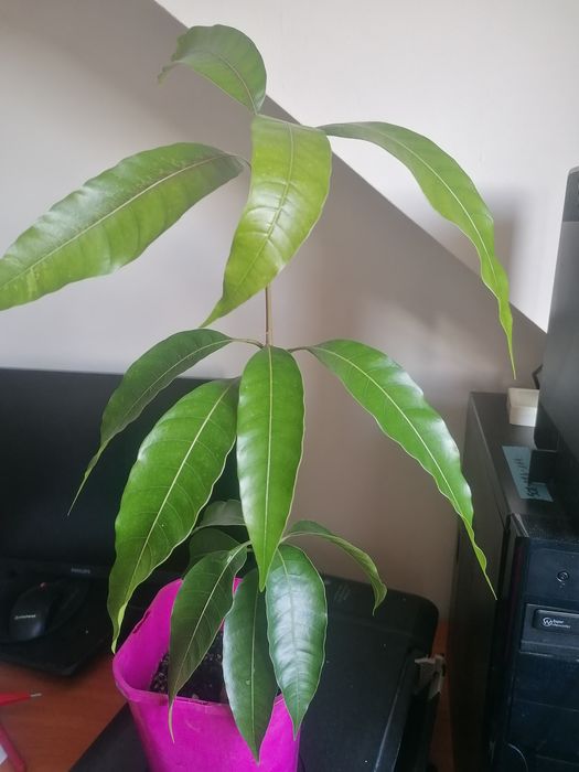 Drzewko mango 47cm