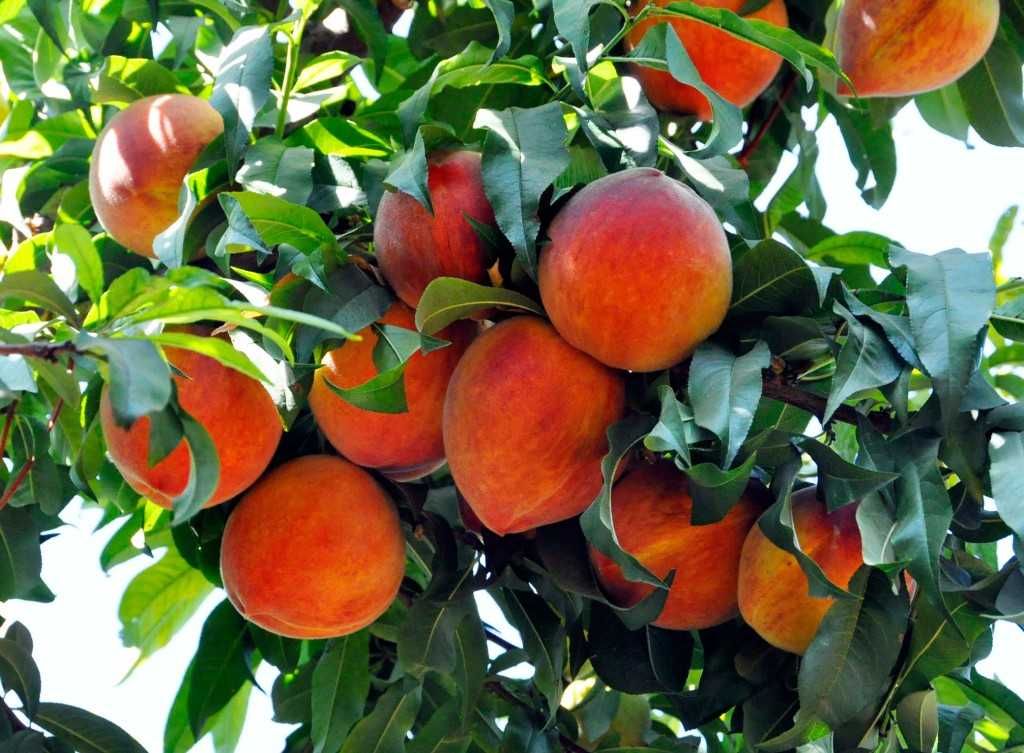 Pessegueiro RESISTENTE à LEPRA - fruto gigante