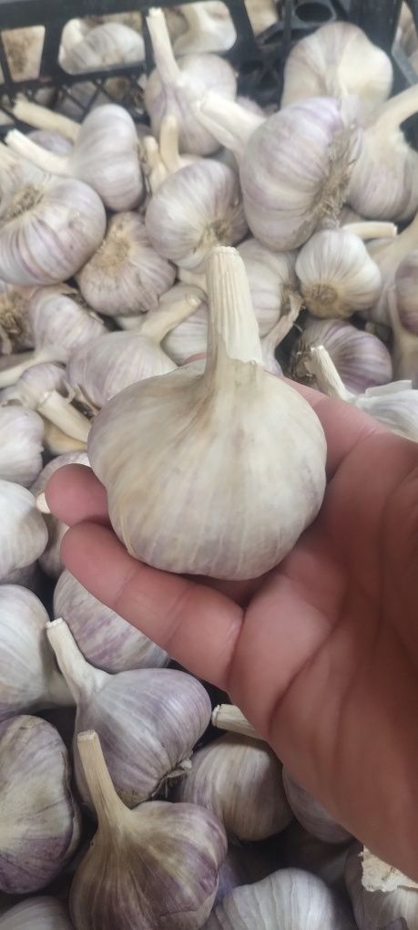 Продам часник сорт Любаша