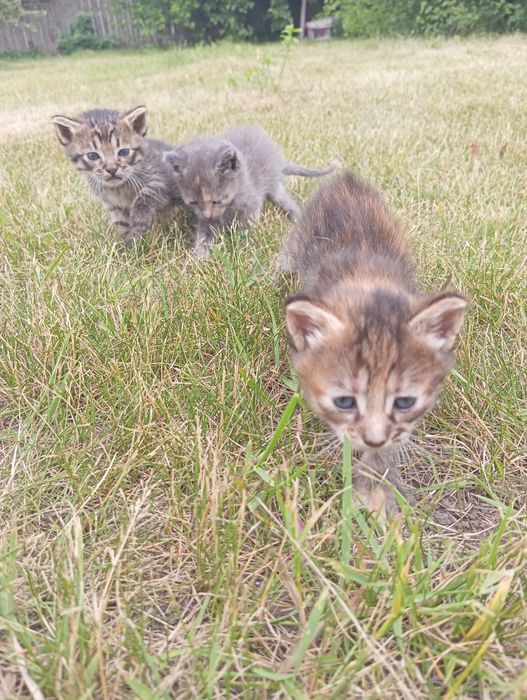 Котенята в добрі руки