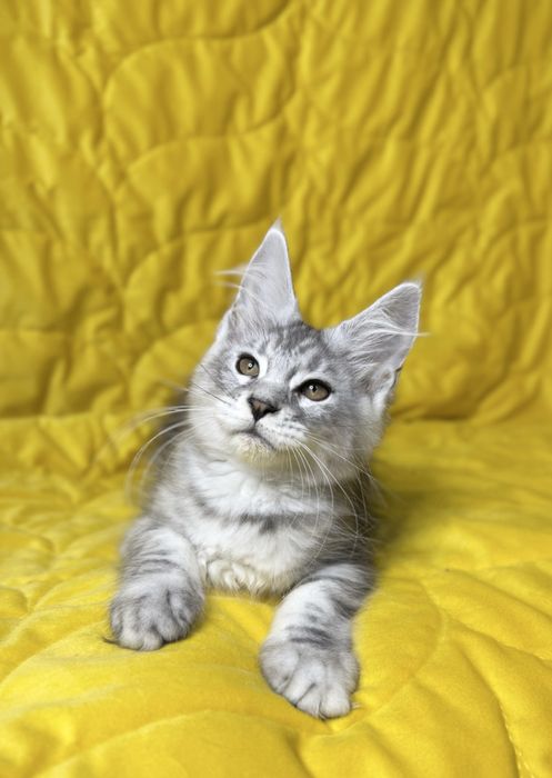 Чистокровные Котята Мейн-Кун