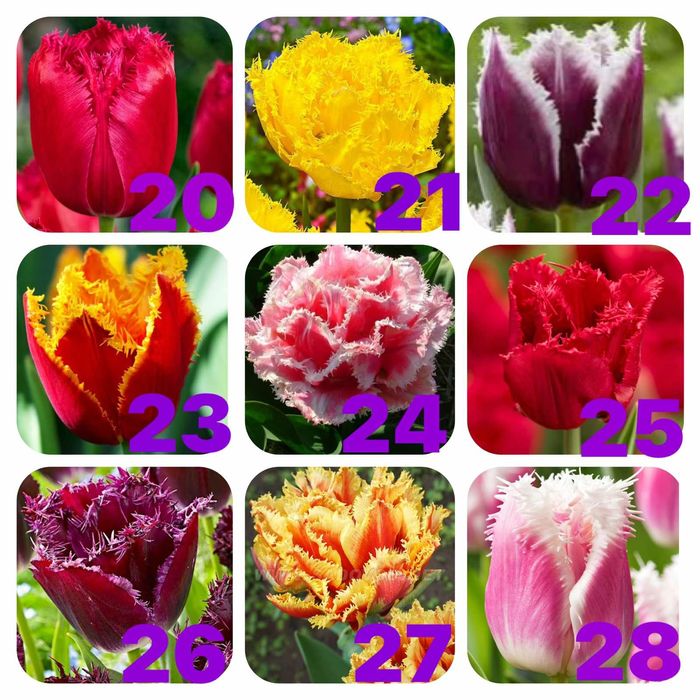 Гарні квіти тюльпанів