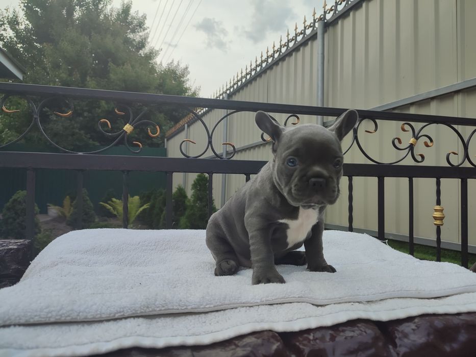 французский бульдог два мес