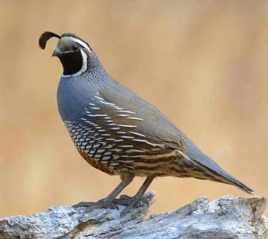 Cedência de perdizes