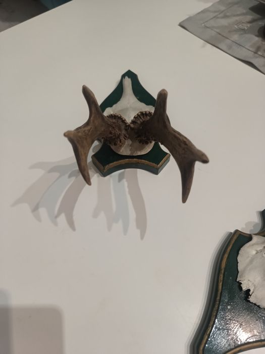 Poroża Jelonka na desce