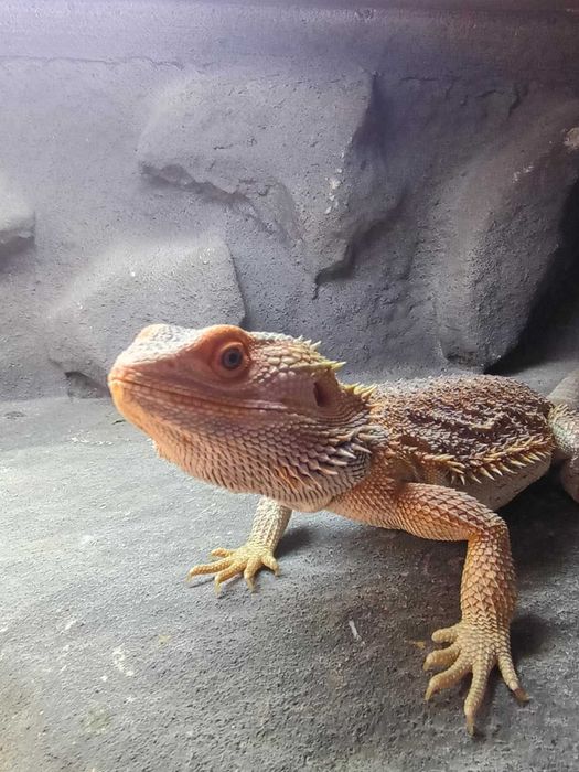Agama Brodata TERRARIUM i akcesoria
