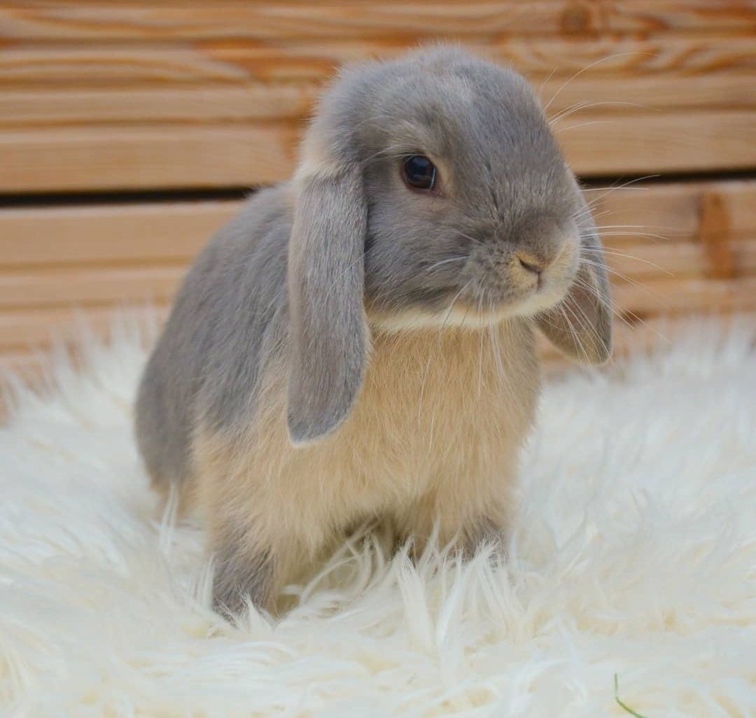 KIT Coelhos anões orelhudos, mini lop super inteligentes e dóceis