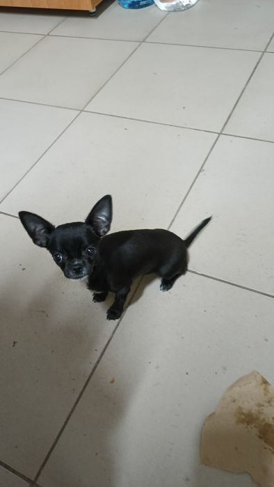 Маленькая девочка чихуахуа мини сделано все прививки ветпаспорт