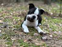 Boston terrier FCI