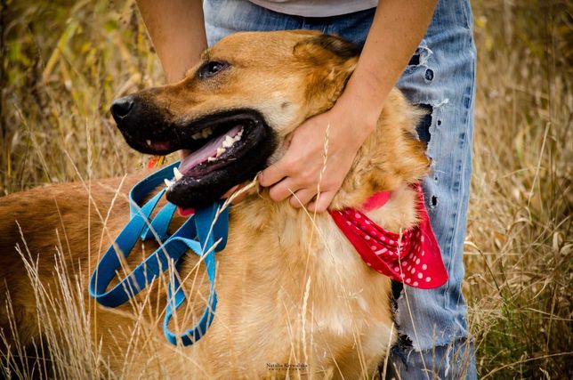 Dingo piękny ciekawy świata psiak szuka domu