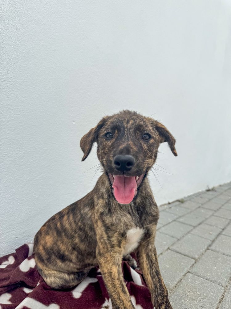 Marte, Vénus e Terra - 3 meses, porte médio