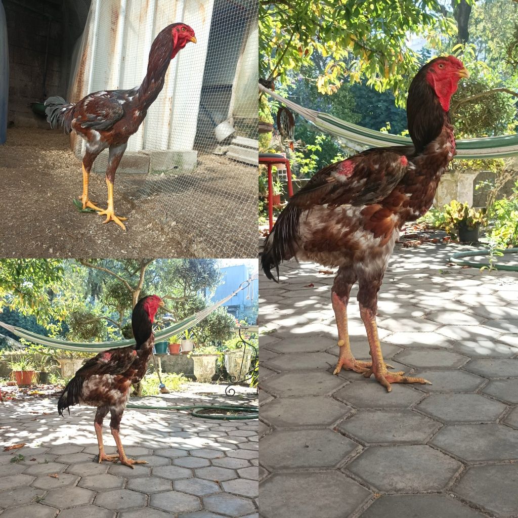 Ovos de Índio Gigante