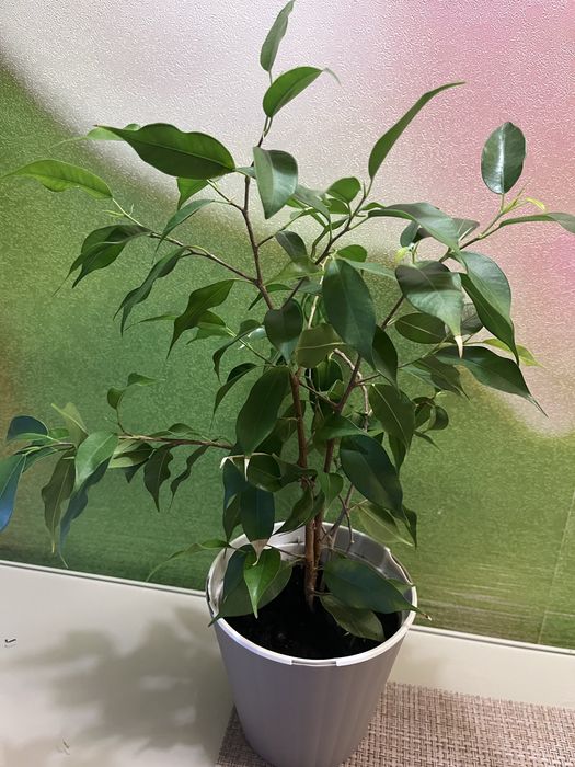 Фікус Бенджаміна три черенка