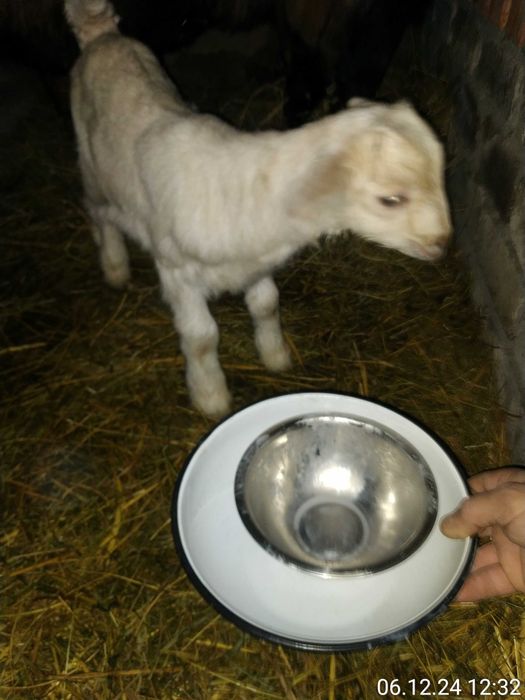 Продам 2кізочки(19.11.2024р. і цапик ( 23.11.2024 )