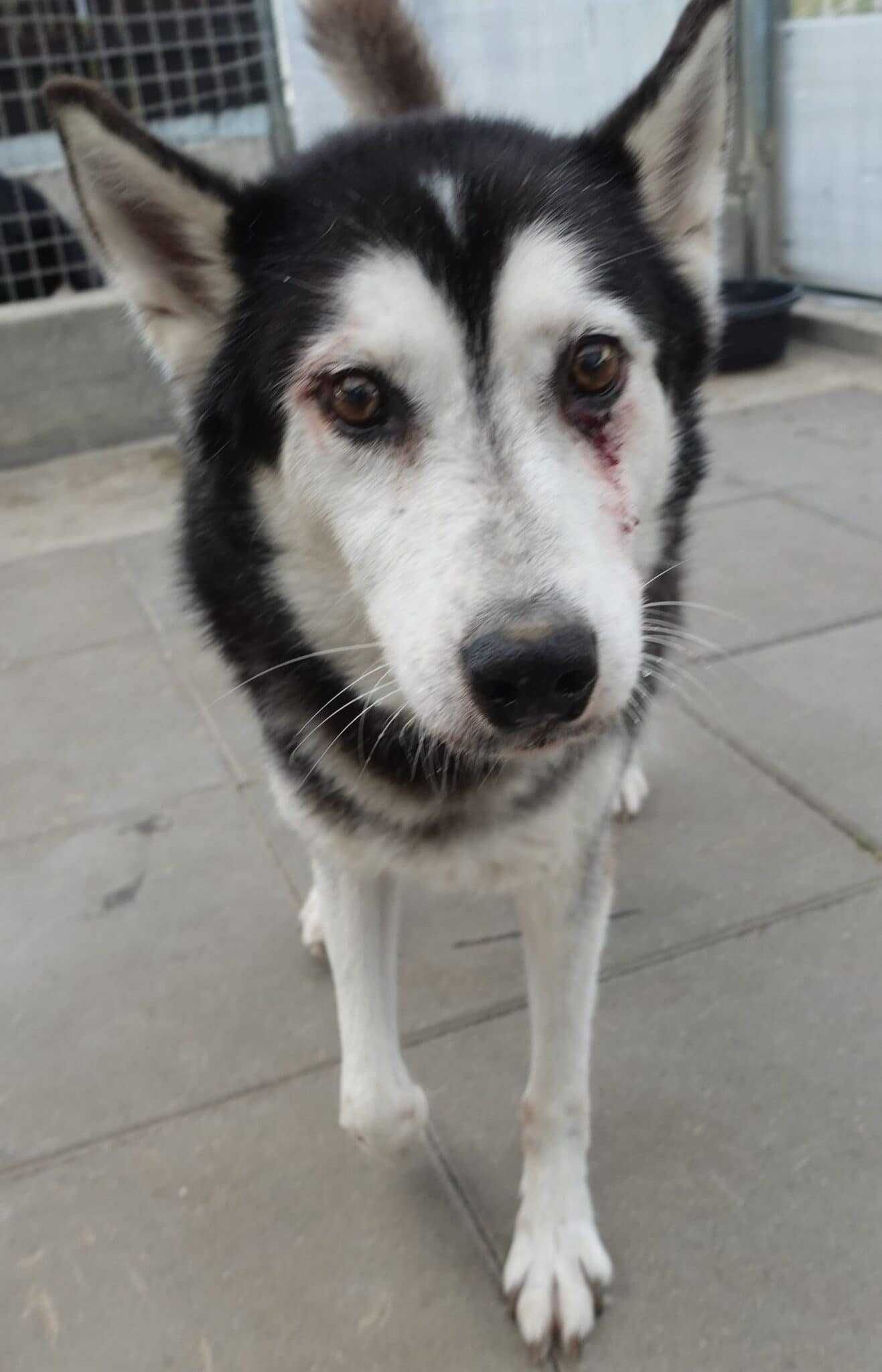 Znaleziono psa w typie husky