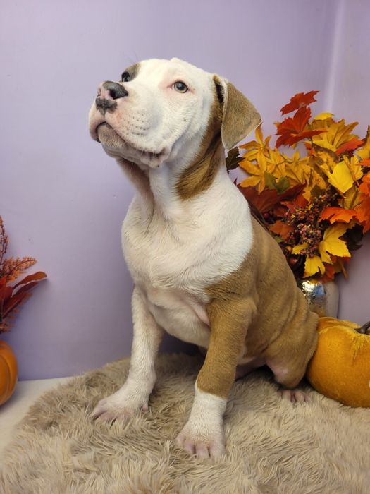 Cudowny szczeniak Amstaff!