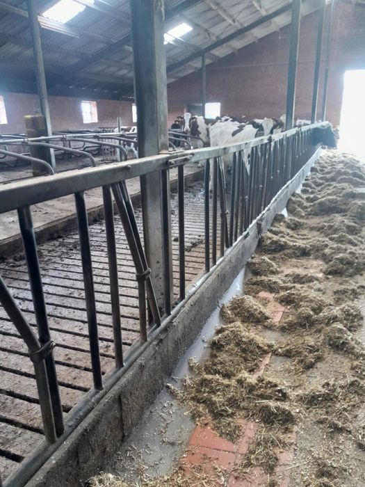 Wygrodzenia dla bydla drabina paszowa  samozatrzaskowa  Spinder