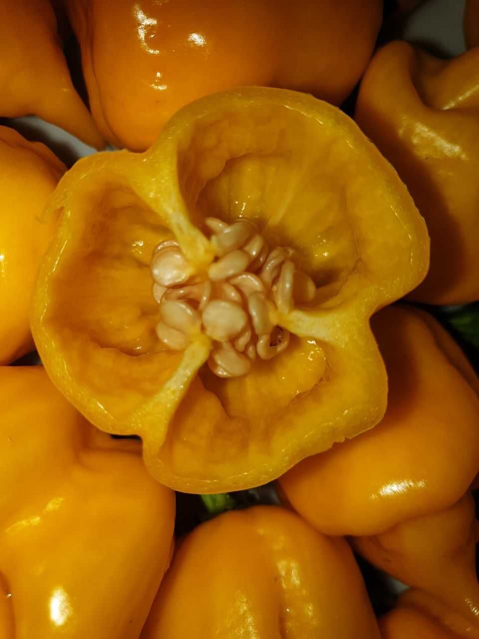 Продам насіння Carolina Reaper Yellow/ Кароліна Ріпер Жовтий