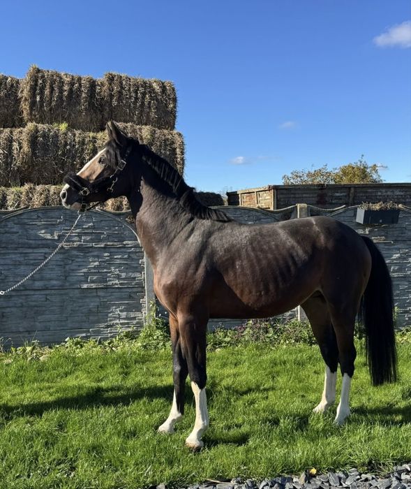 Carmel Macchiato Di Caprio Z