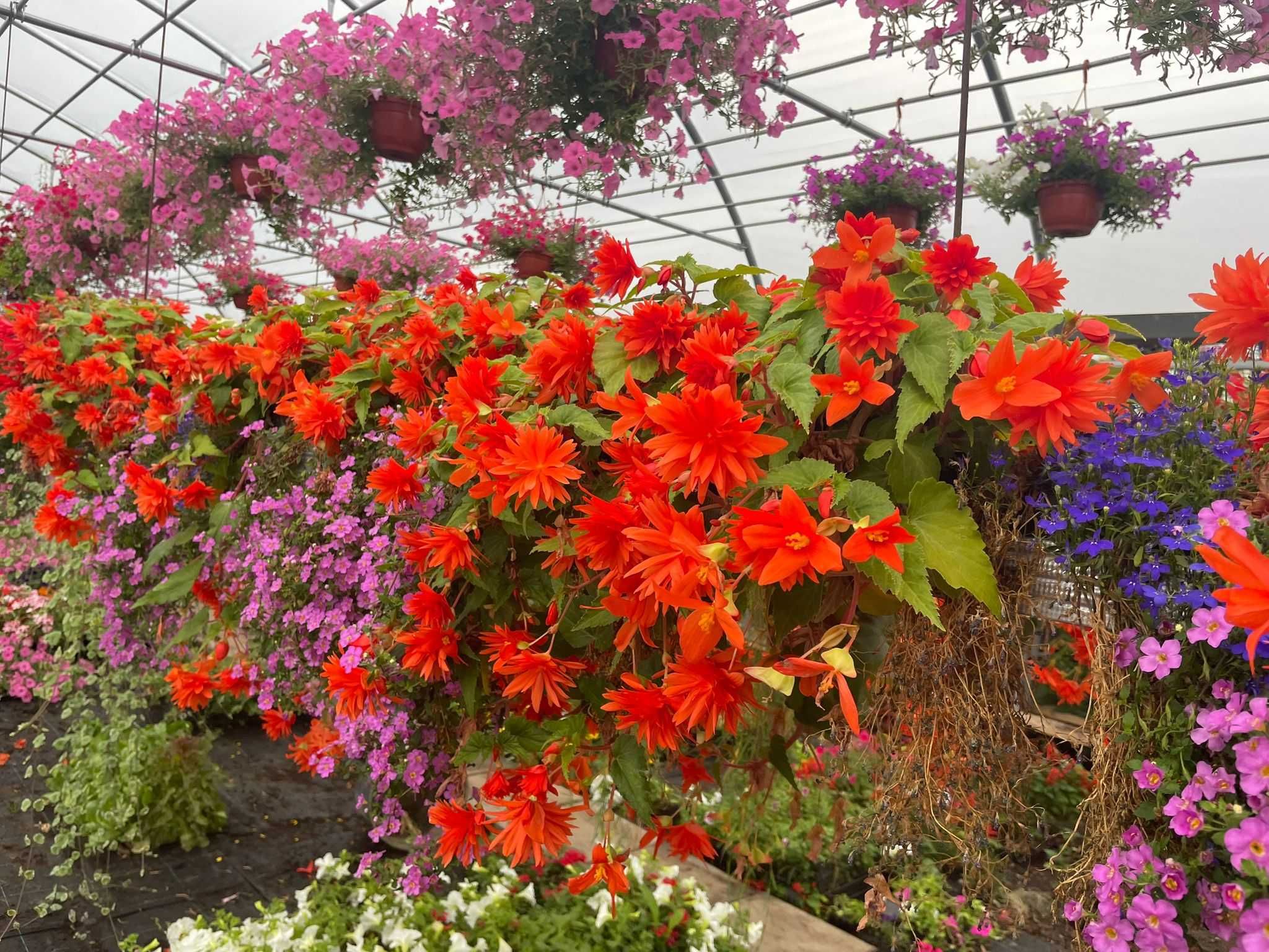 WYPRZEDAŻ / LIKWIDACJA - kwiaty Vista, Pelargonia, Begonia
