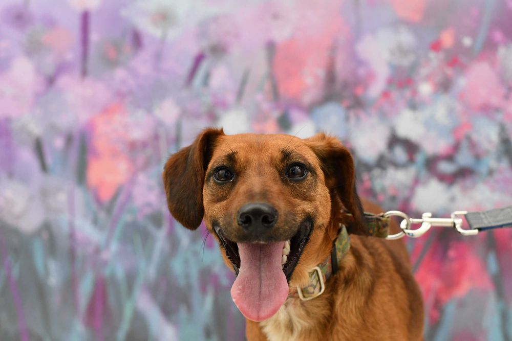 Nieśmiała Figa szuka kogoś do pokochania!