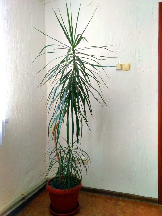 Драцена пальма. Висота 2.10 м.