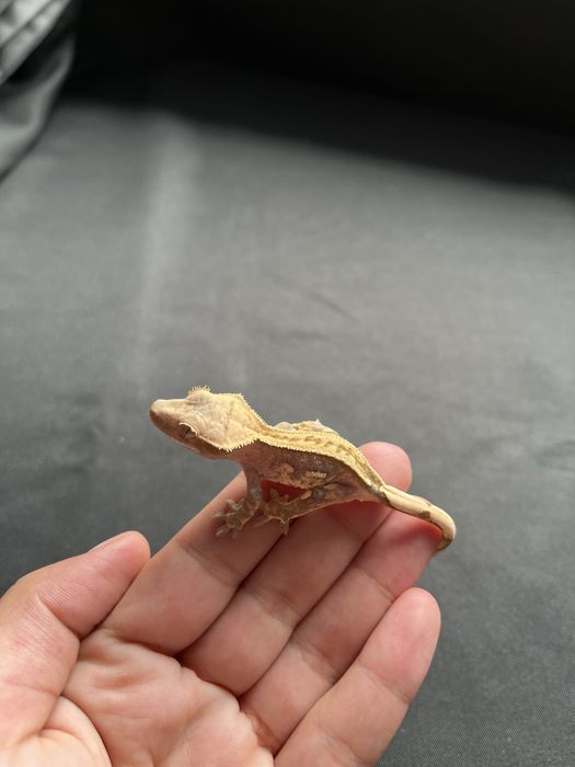 Gekon orzęsiony OM25 ciliatus crestie jaszczurka crested gecko