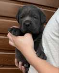 Cane Corso mocna suczka błękitna