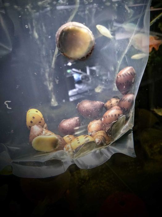 Ślimak Onion - TINA ZOO Gliwice Witkiewicza