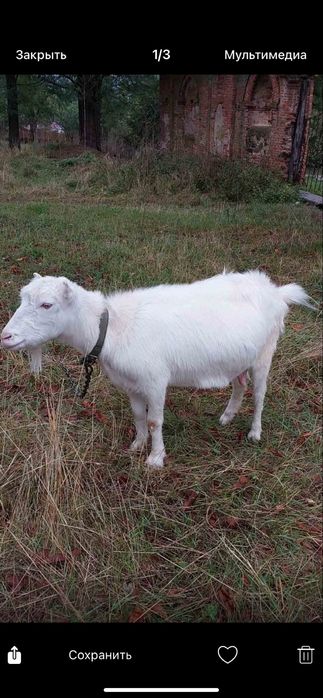 Продаються молоді молочні кози