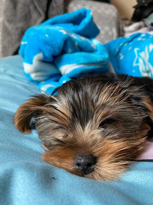 Міні йорк. Йоркширський тер'єр.