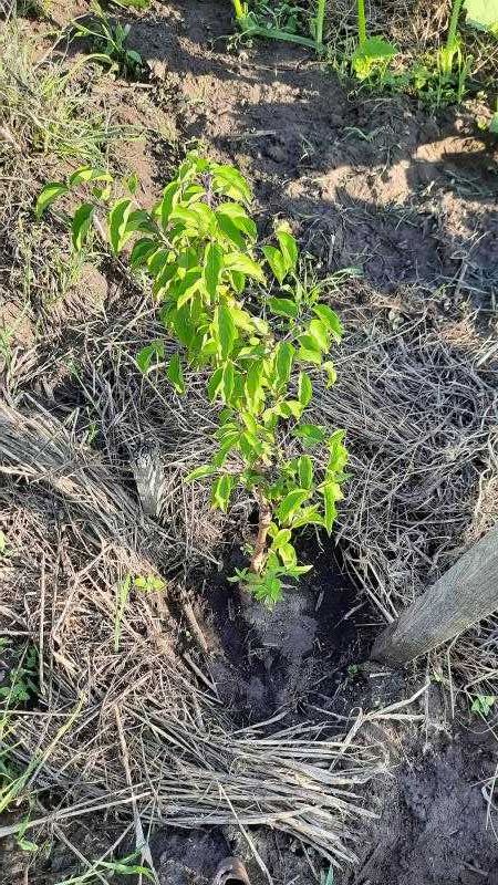 Продам саженцы кизила, крыжовника, малины
