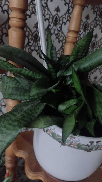 Вазон тещин язик