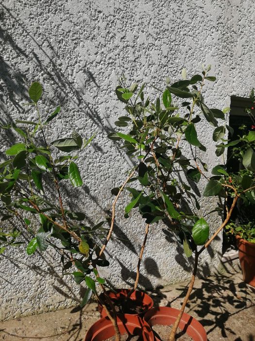Planta da feijoa de vários tamanhos e valores