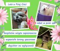 Opieka nad psem dogsitter na wyłączność Kraków, Wieliczka, Niepołomice