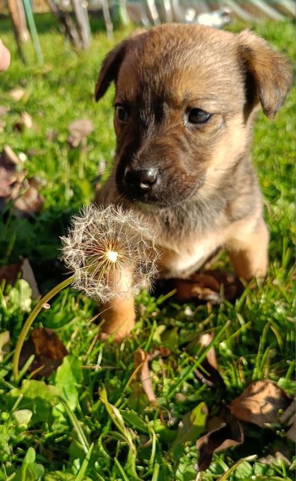 Цуценята - хлопці в добрі руки