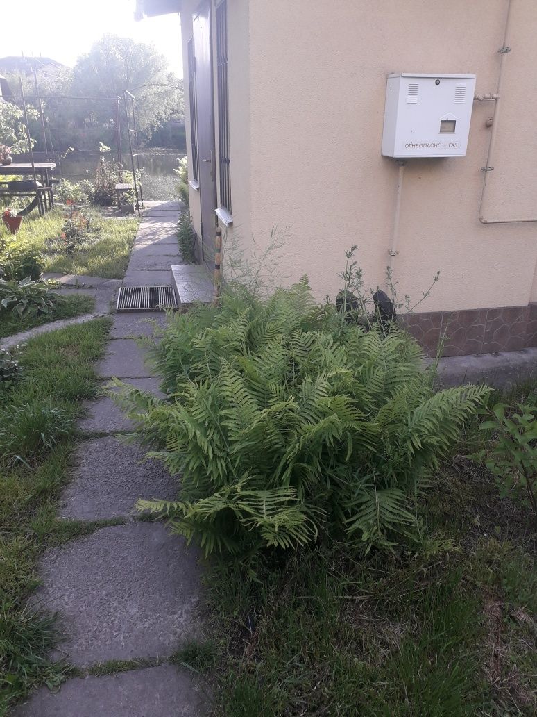 Продаю папоротник садовий