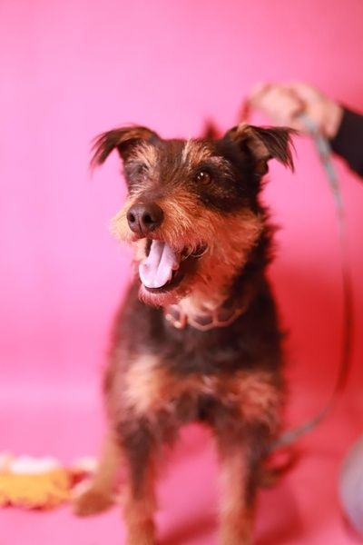 daj mi dom! Jestem prawie jak rasowy terier