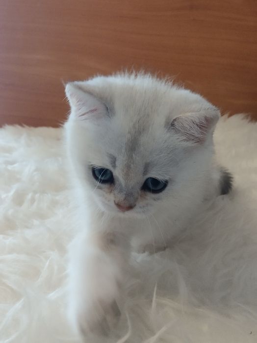 Потішні котусики вільні