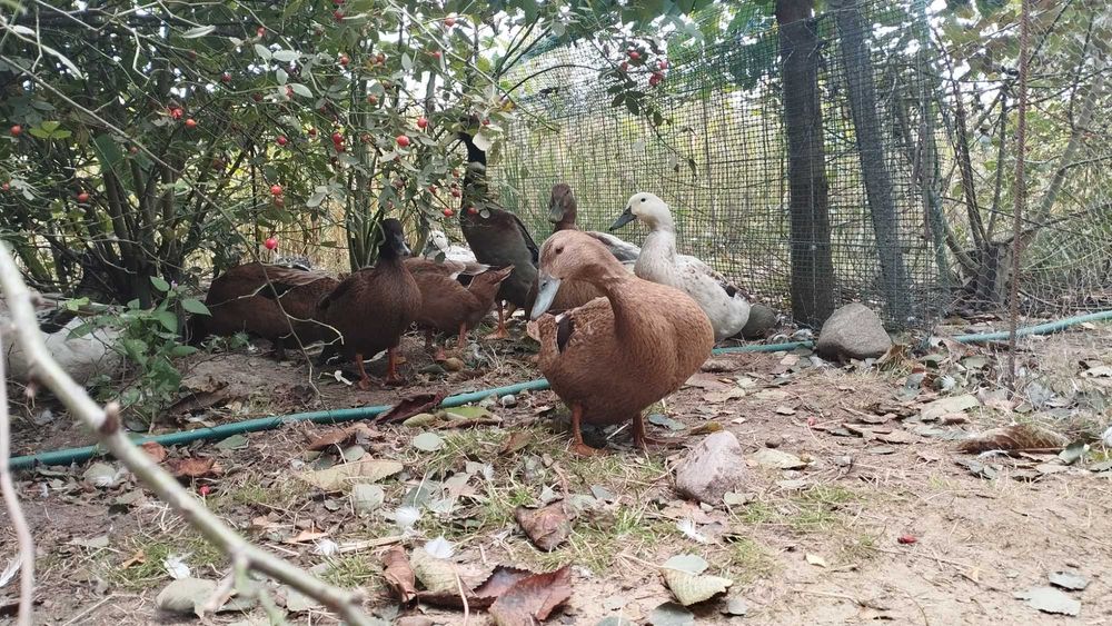 Jajka kacze spożywcze