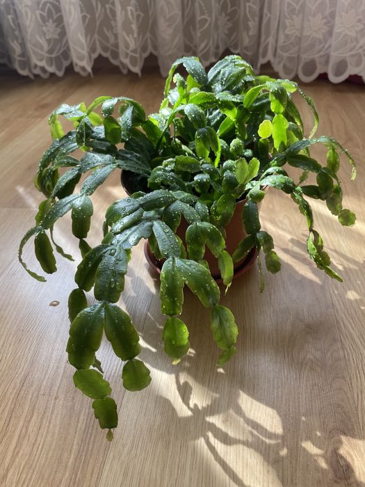 Шлюмбергера або різдвяниу кімнатна квітка