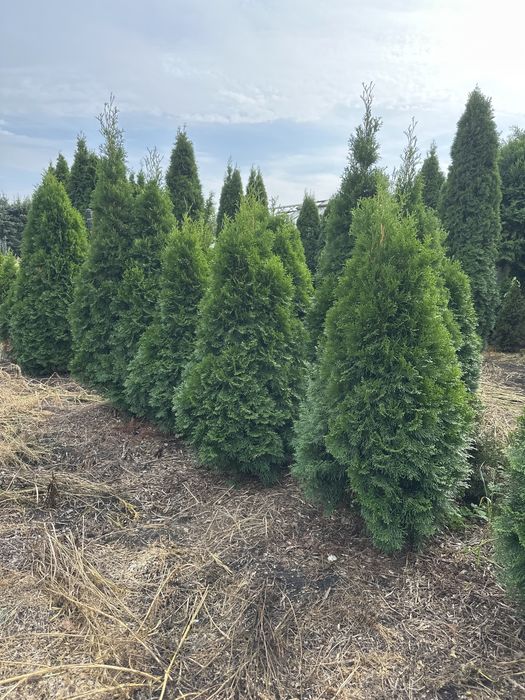 PROMOCJA!!!  Thuja Szmaragd 160cm. gęste, grube