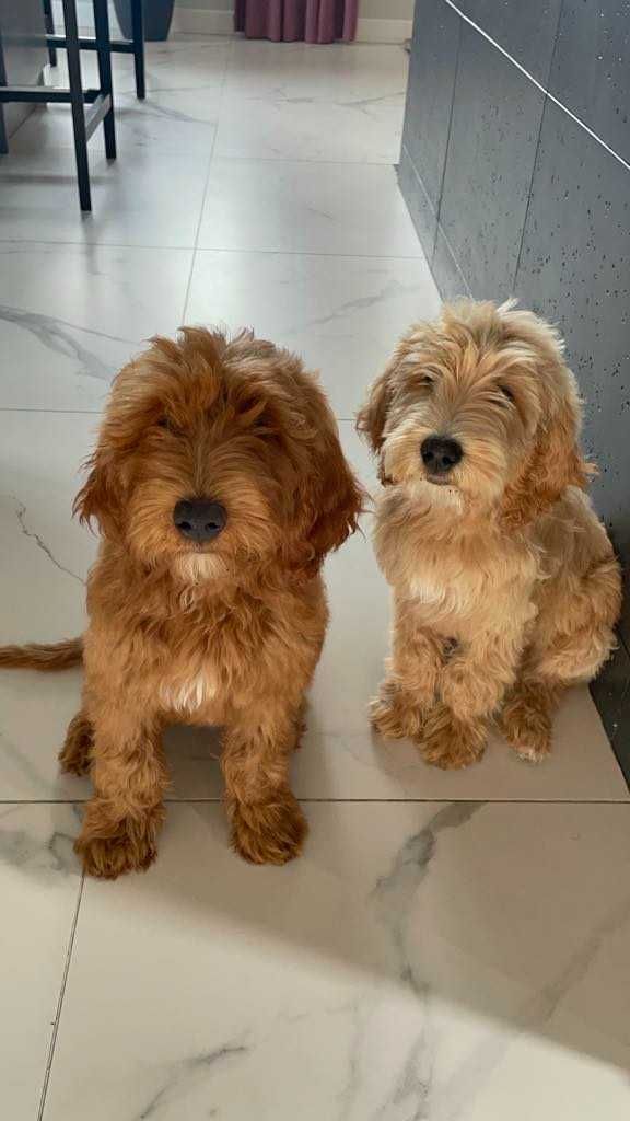 Labradoodle F3b chłopczyk