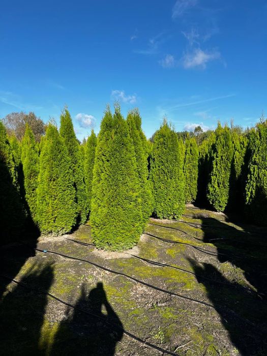 Туя Смарагд, Колумна, Брабант – різні висоти